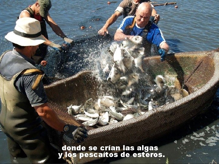 donde se crían las algas y los pescaítos de esteros. 