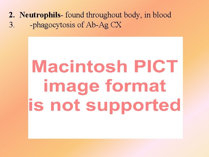 2. Neutrophils- found throughout body, in blood 3. -phagocytosis of Ab-Ag CX 