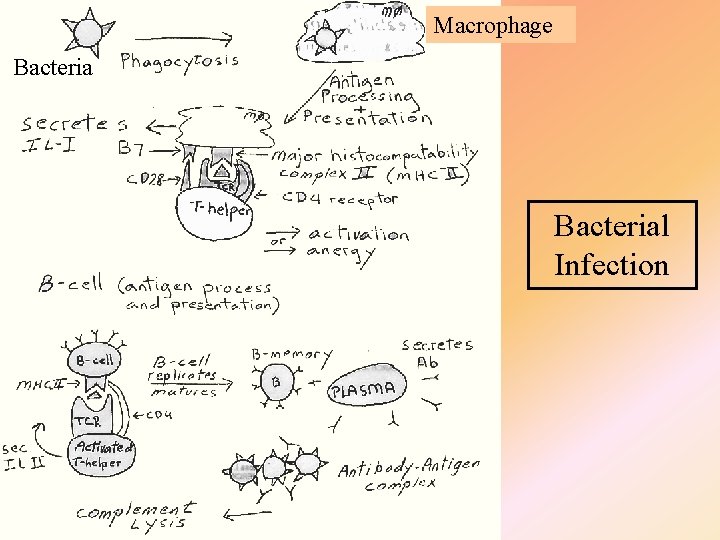 Macrophage Bacterial Infection 