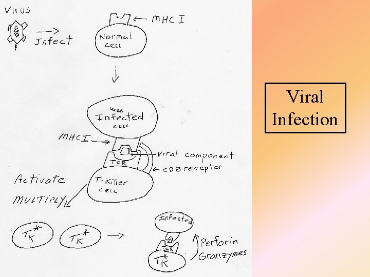 Viral Infection 