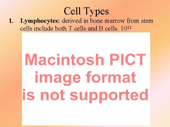 Cell Types 1. Lymphocytes: derived in bone marrow from stem cells include both T