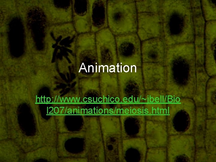 Animation http: //www. csuchico. edu/~jbell/Bio l 207/animations/meiosis. html 