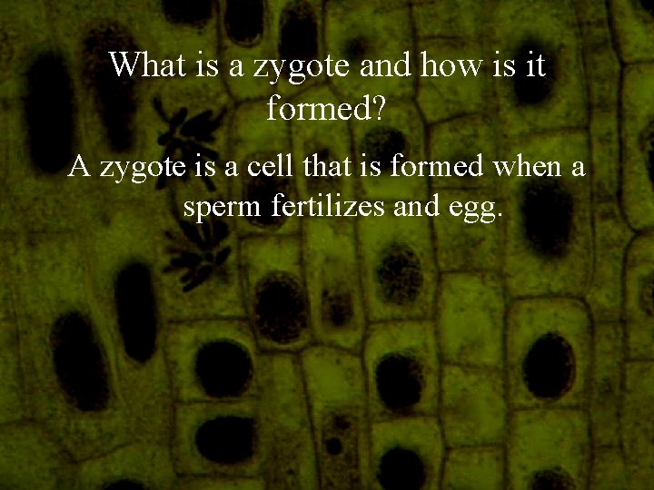 What is a zygote and how is it formed? A zygote is a cell