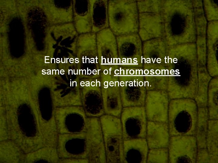 Ensures that humans have the same number of chromosomes in each generation. 