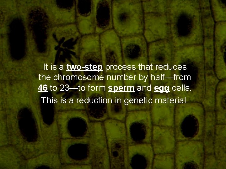 It is a two-step process that reduces the chromosome number by half—from 46 to