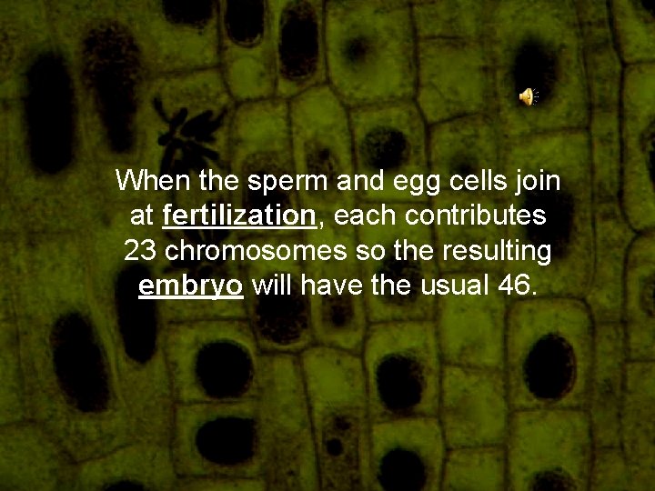 When the sperm and egg cells join at fertilization, each contributes 23 chromosomes so