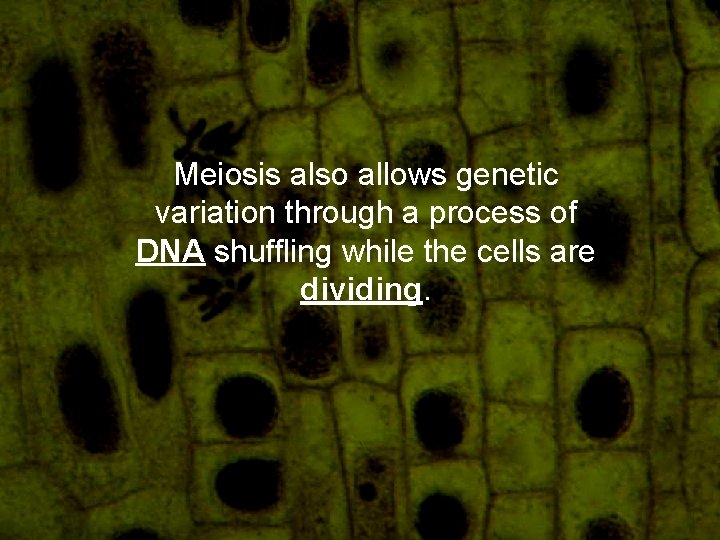 Meiosis also allows genetic variation through a process of DNA shuffling while the cells