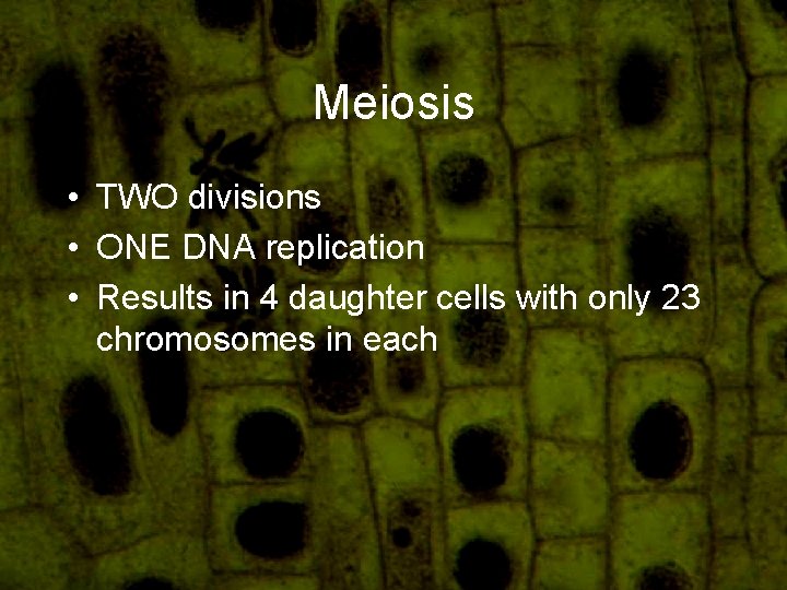 Meiosis • TWO divisions • ONE DNA replication • Results in 4 daughter cells