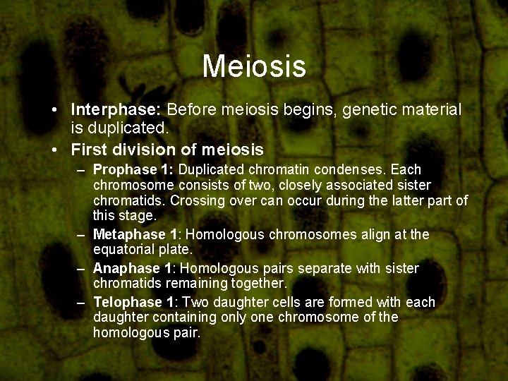 Meiosis • Interphase: Before meiosis begins, genetic material is duplicated. • First division of