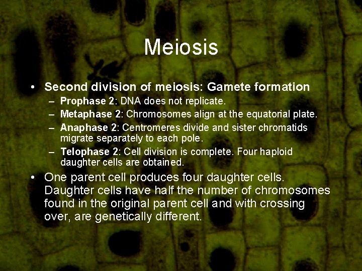 Meiosis • Second division of meiosis: Gamete formation – Prophase 2: DNA does not