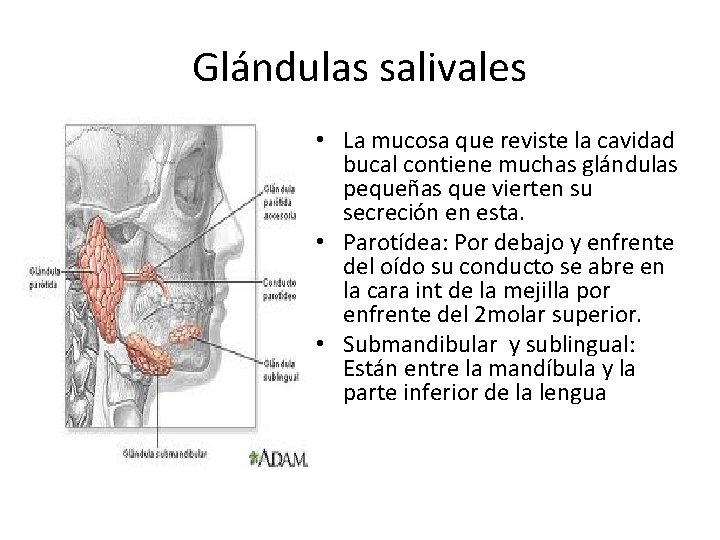 Glándulas salivales • La mucosa que reviste la cavidad bucal contiene muchas glándulas pequeñas