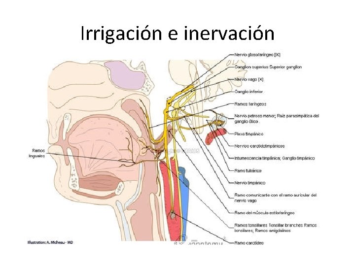 Irrigación e inervación 