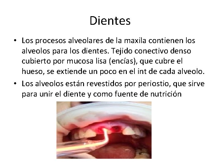 Dientes • Los procesos alveolares de la maxila contienen los alveolos para los dientes.