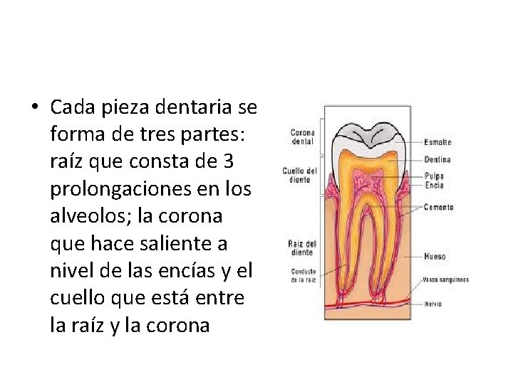  • Cada pieza dentaria se forma de tres partes: raíz que consta de