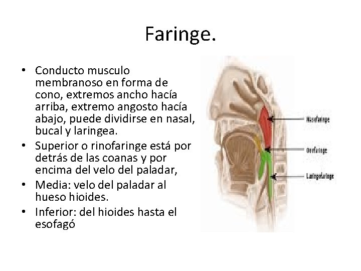 Faringe. • Conducto musculo membranoso en forma de cono, extremos ancho hacía arriba, extremo