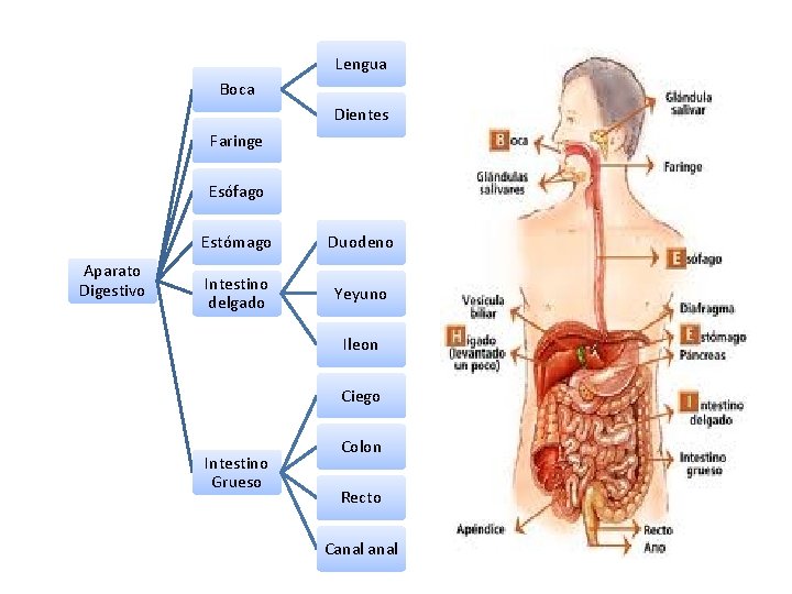 Lengua Boca Dientes Faringe Esófago Aparato Digestivo Estómago Duodeno Intestino delgado Yeyuno Ileon Ciego