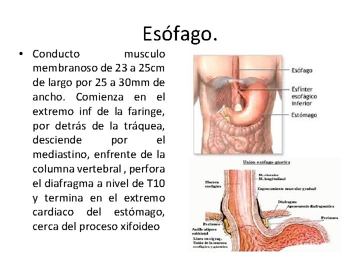 Esófago. • Conducto musculo membranoso de 23 a 25 cm de largo por 25