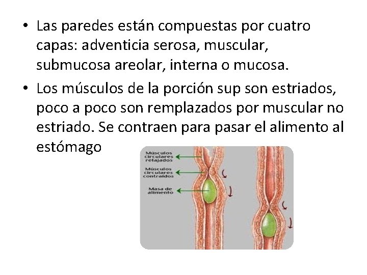  • Las paredes están compuestas por cuatro capas: adventicia serosa, muscular, submucosa areolar,