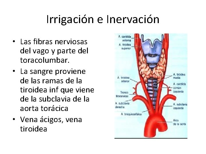 Irrigación e Inervación • Las fibras nerviosas del vago y parte del toracolumbar. •