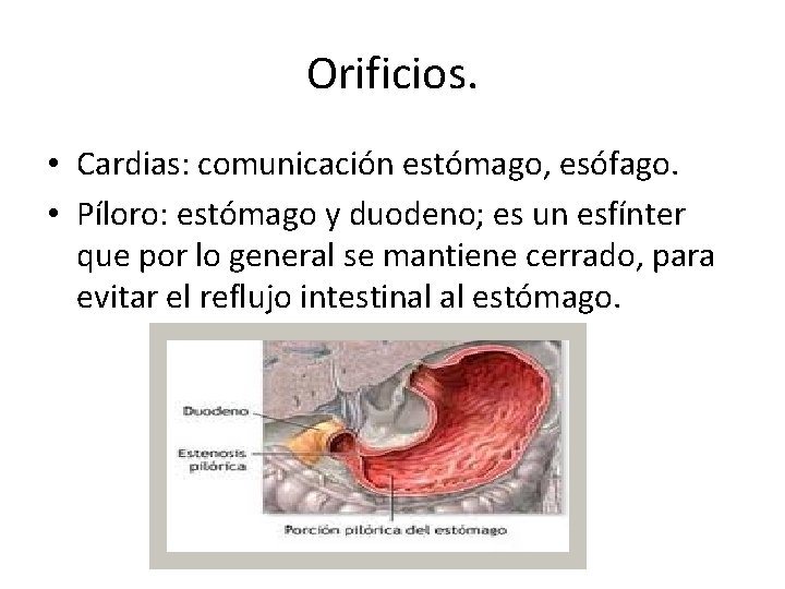 Orificios. • Cardias: comunicación estómago, esófago. • Píloro: estómago y duodeno; es un esfínter