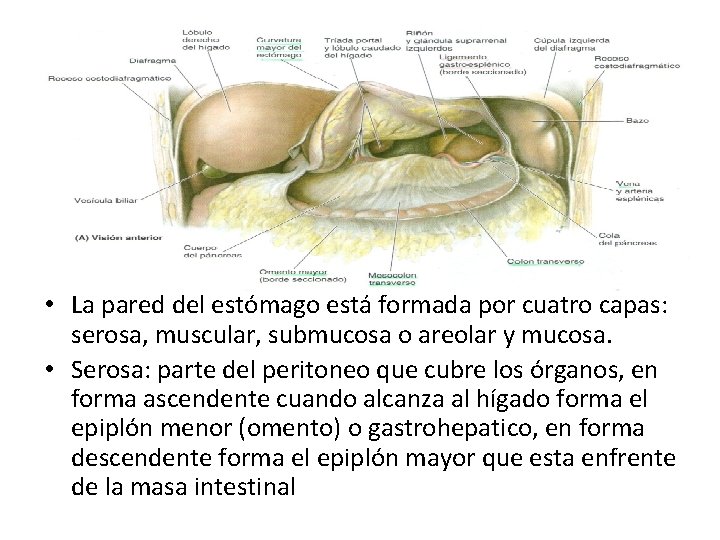  • La pared del estómago está formada por cuatro capas: serosa, muscular, submucosa