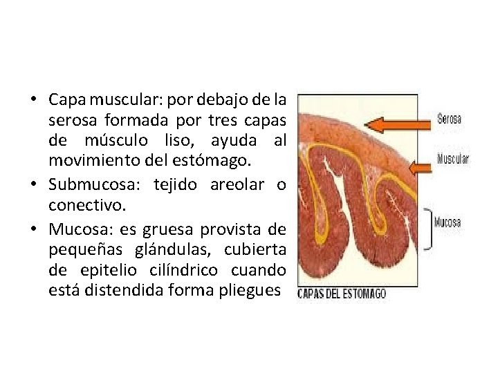  • Capa muscular: por debajo de la serosa formada por tres capas de