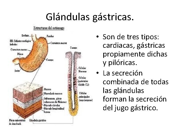 Glándulas gástricas. • Son de tres tipos: cardiacas, gástricas propiamente dichas y pilóricas. •