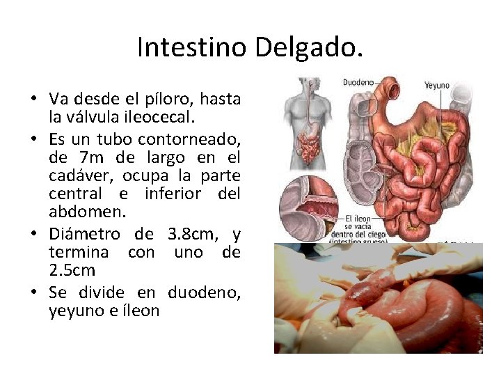 Intestino Delgado. • Va desde el píloro, hasta la válvula ileocecal. • Es un