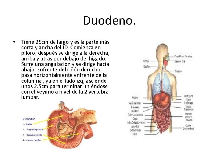 Duodeno. • Tiene 25 cm de largo y es la parte más corta y