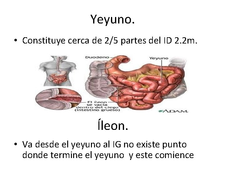 Yeyuno. • Constituye cerca de 2/5 partes del ID 2. 2 m. Íleon. •