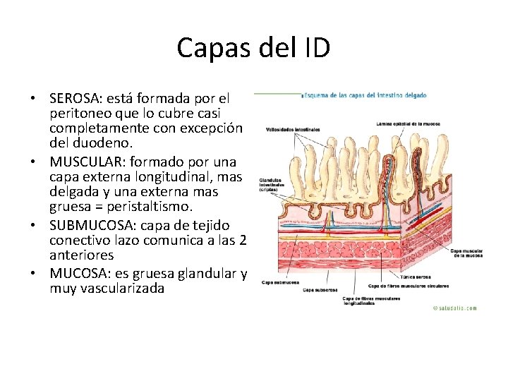 Capas del ID • SEROSA: está formada por el peritoneo que lo cubre casi