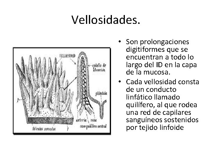 Vellosidades. • Son prolongaciones digitiformes que se encuentran a todo lo largo del ID