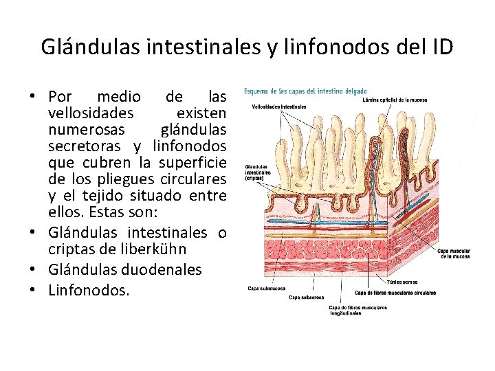 Glándulas intestinales y linfonodos del ID • Por medio de las vellosidades existen numerosas