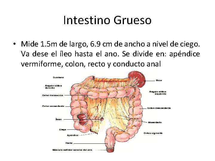 Intestino Grueso • Mide 1. 5 m de largo, 6. 9 cm de ancho