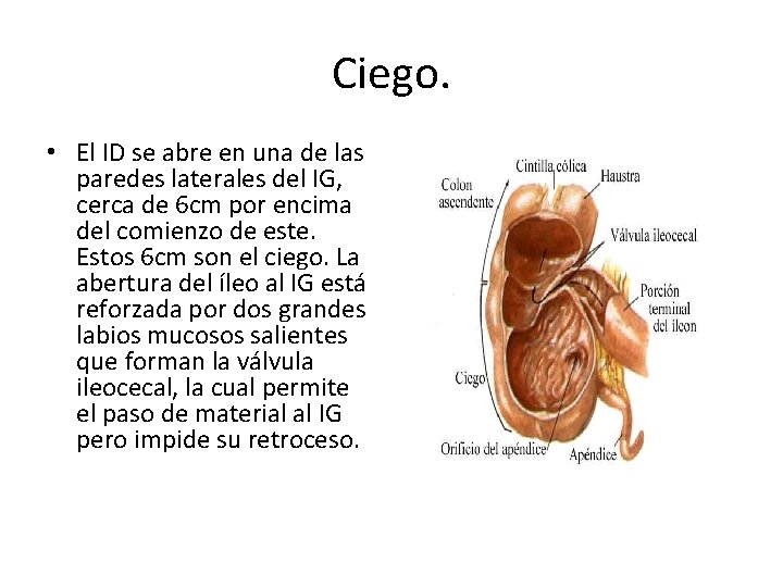 Ciego. • El ID se abre en una de las paredes laterales del IG,