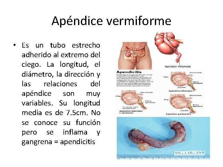 Apéndice vermiforme • Es un tubo estrecho adherido al extremo del ciego. La longitud,