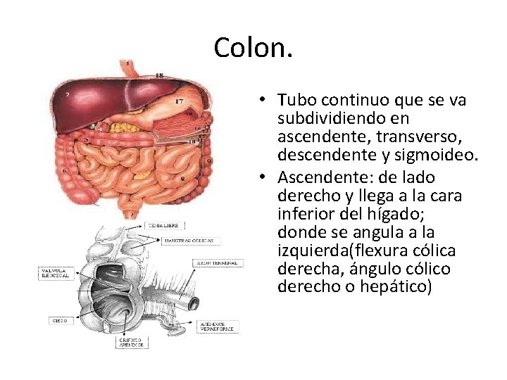 Colon. • Tubo continuo que se va subdividiendo en ascendente, transverso, descendente y sigmoideo.