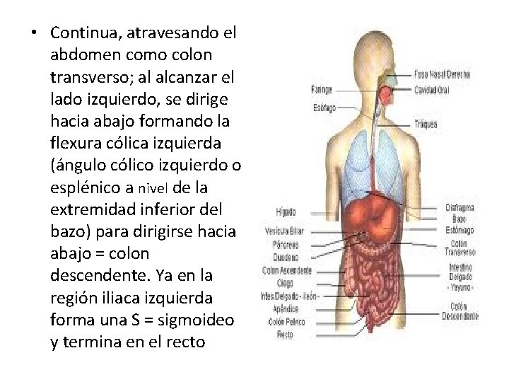  • Continua, atravesando el abdomen como colon transverso; al alcanzar el lado izquierdo,