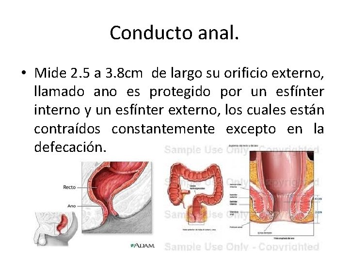 Conducto anal. • Mide 2. 5 a 3. 8 cm de largo su orificio