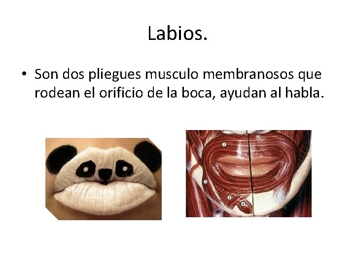 Labios. • Son dos pliegues musculo membranosos que rodean el orificio de la boca,