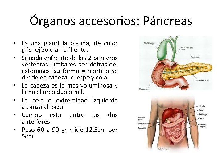 Órganos accesorios: Páncreas • Es una glándula blanda, de color gris rojizo o amarillento.