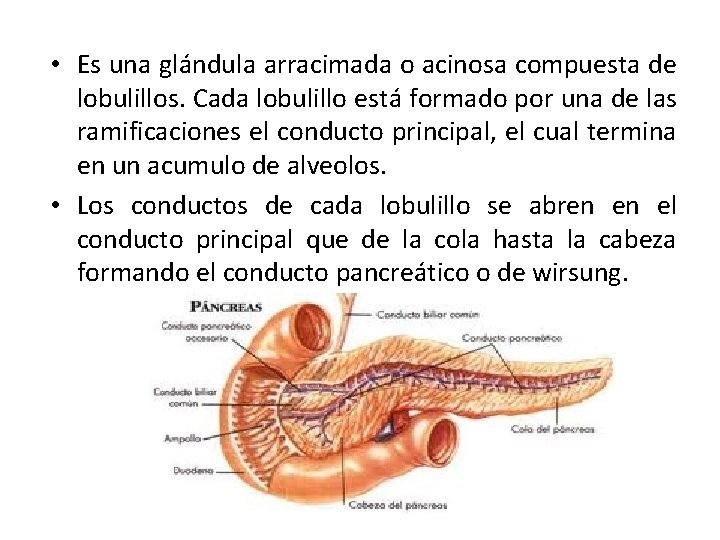  • Es una glándula arracimada o acinosa compuesta de lobulillos. Cada lobulillo está