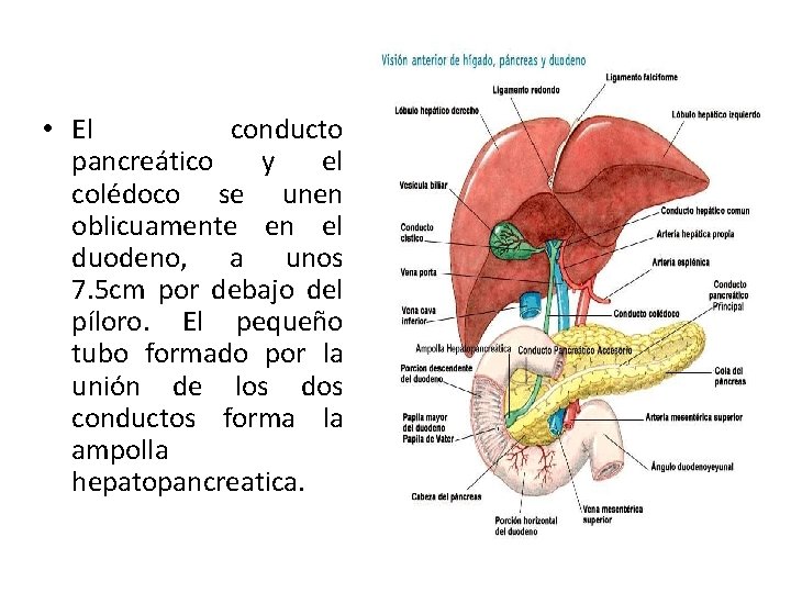  • El conducto pancreático y el colédoco se unen oblicuamente en el duodeno,