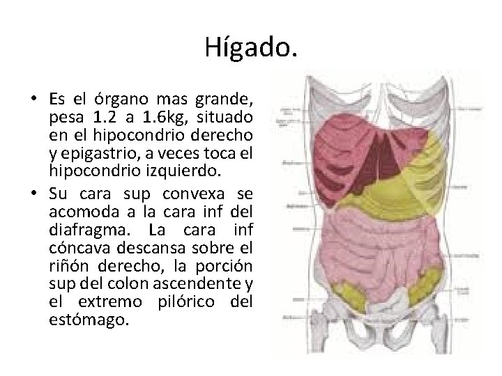 Hígado. • Es el órgano mas grande, pesa 1. 2 a 1. 6 kg,