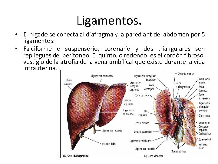 Ligamentos. • El hígado se conecta al diafragma y la pared ant del abdomen