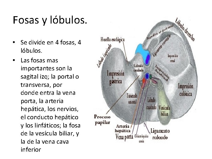 Fosas y lóbulos. • Se divide en 4 fosas, 4 lóbulos. • Las fosas