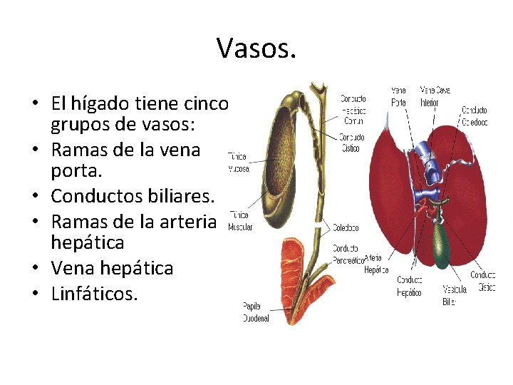 Vasos. • El hígado tiene cinco grupos de vasos: • Ramas de la vena