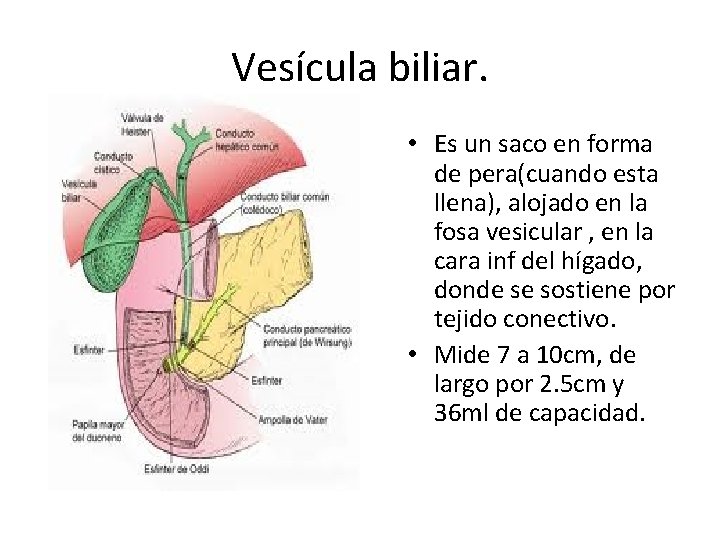 Vesícula biliar. • Es un saco en forma de pera(cuando esta llena), alojado en