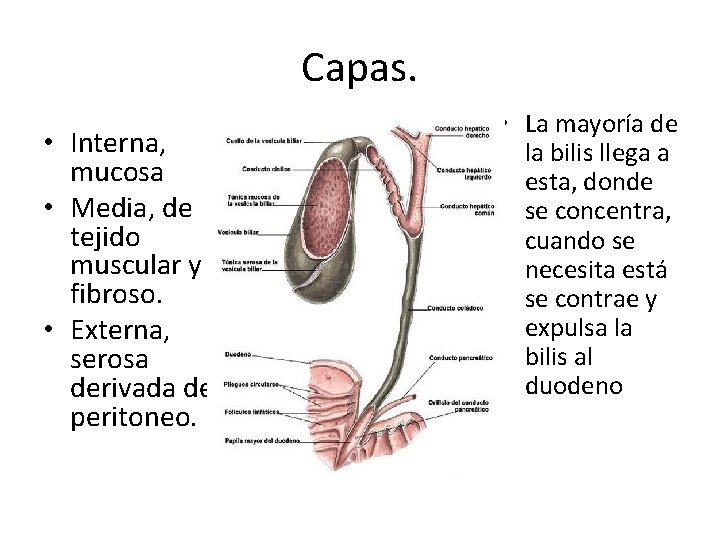 Capas. • Interna, mucosa • Media, de tejido muscular y fibroso. • Externa, serosa