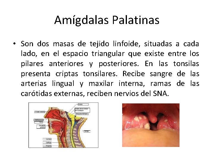 Amígdalas Palatinas • Son dos masas de tejido linfoide, situadas a cada lado, en